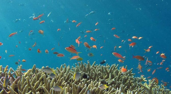 Blue Marine Foundation saves time and money with automatic reporting in Dynamics 365 Business Central | Microsoft Customer Stories